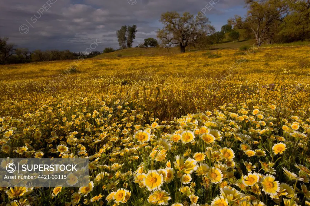 Masses of wildflowers, mainly Tidy-tips (Layia sp.) and Goldfields (Lasthenia sp.), Shell Creek, near San Luis Obispo, California, U.S.A.