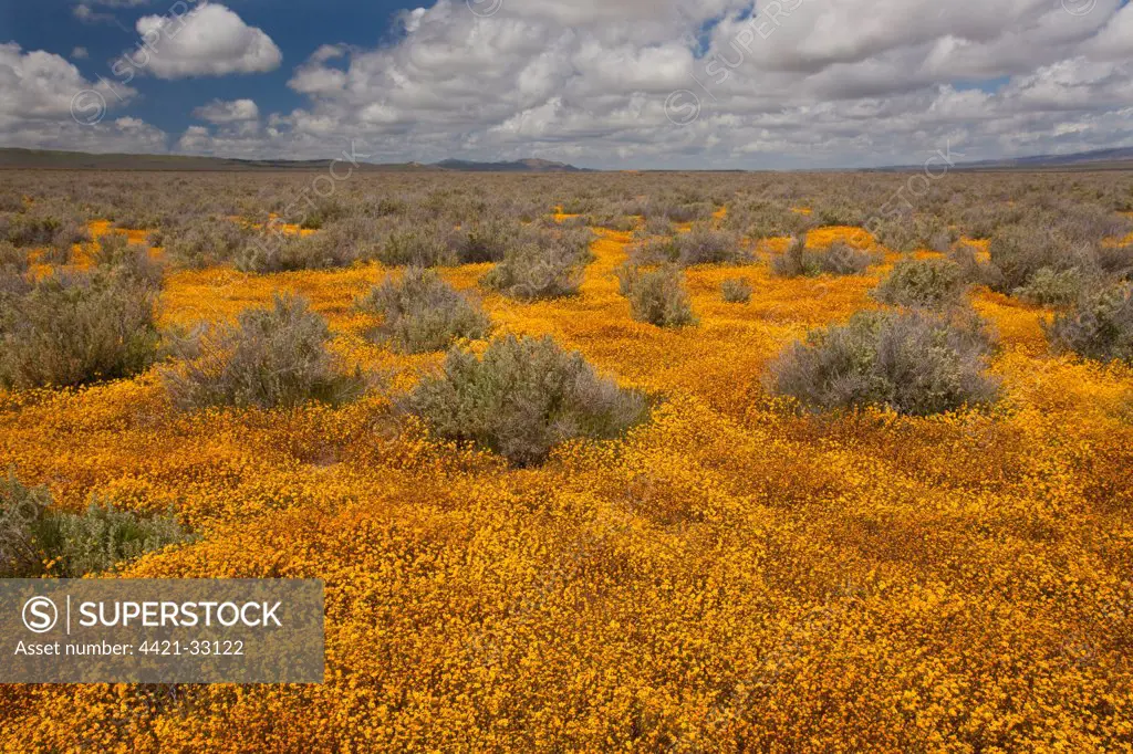 View of grassland habitat with Goldfields (Lasthenia sp.) flowering mass, Carrizo Plain National Monument, California, U.S.A.