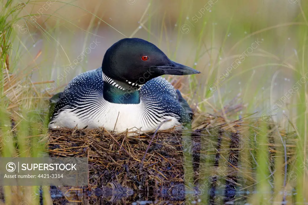 Great Northern Diver (Gavia immer) adult, summer plumage, sitting at nest on lake, North Michigan, U.S.A., june