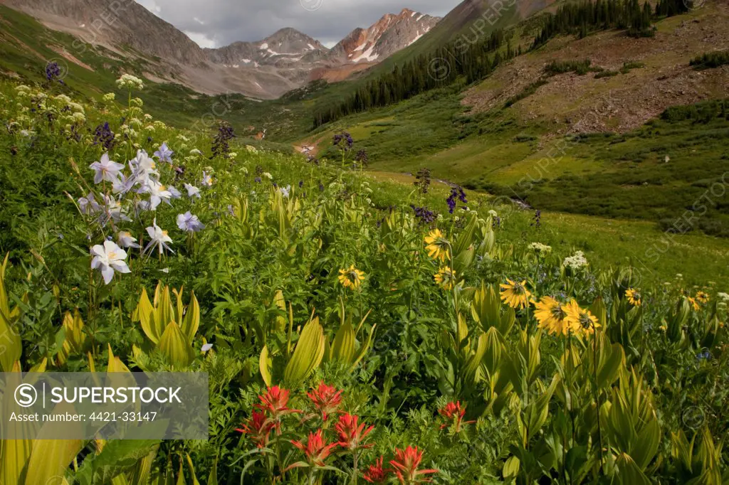 Mass of alpine wildflowers in habitat, Rustler's Gulch, Maroon Bells-Snowmass Wilderness, near Crested Butte, Rocky Mountains, Colorado, U.S.A.