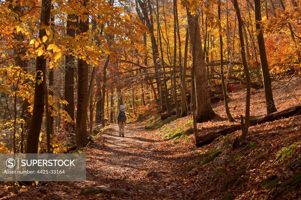 Walker on woodland trail in autumn, Appalachian Trail, Delaware Gap, New Jersey, U.S.A., november