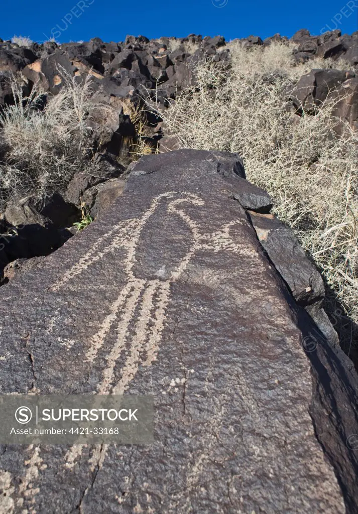 Macaw petroglyph carved on basalt rock, Petroglyph National Monument, Albuqurque, New Mexico, U.S.A., january
