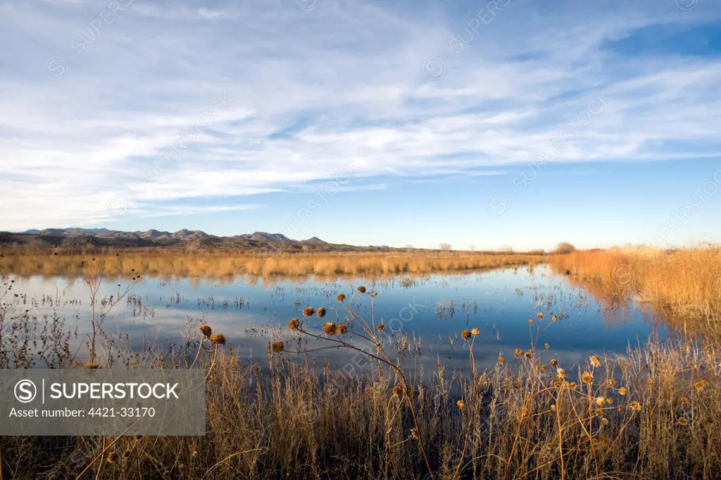 View of wetland habitat, Bosque del Apache National Wildlife Refuge, New Mexico, U.S.A., january