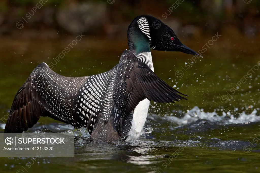 Great Northern Diver (Gavia immer) adult, summer plumage, in threatening posture on lake, North Michigan, U.S.A., june