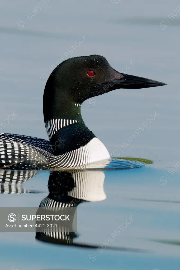 Great Northern Diver (Gavia immer) adult, summer plumage, close-up of head, swimming on lake, North Michigan, U.S.A., june