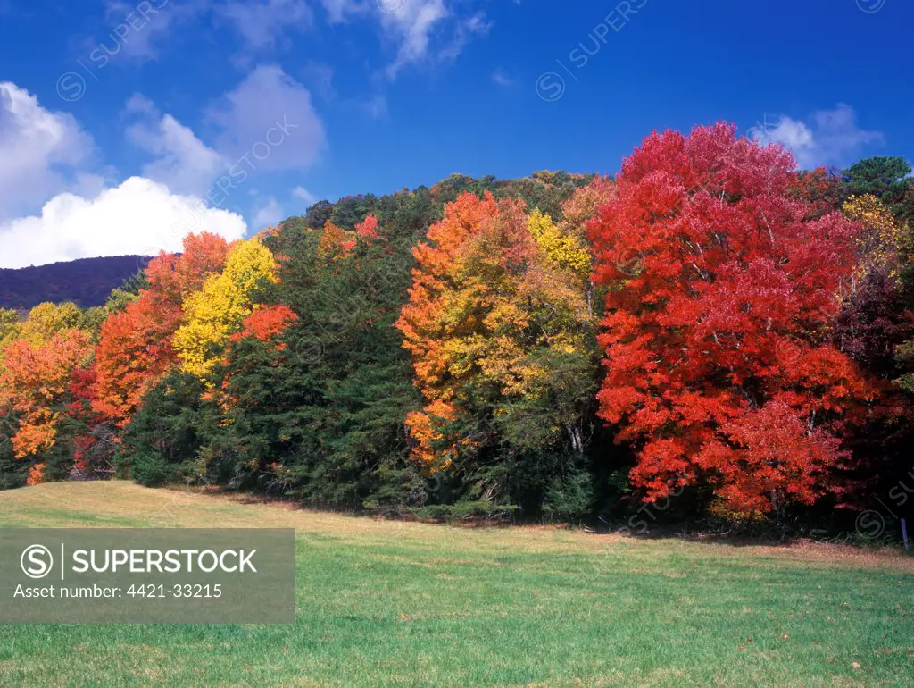 Tennessee Fall/Autumn colour at Cades Cove, Gt. Smoky Mts. NP. Red & White Oak - Sugar Maple