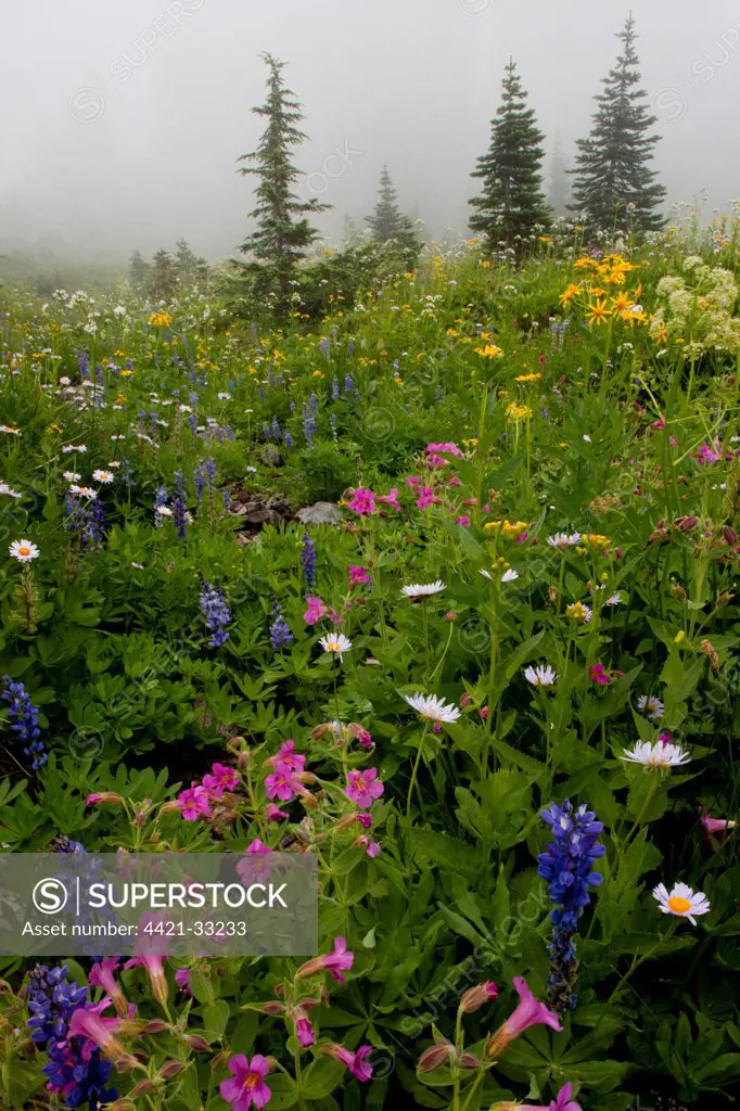 Alpine wildflowers, including purple monkeyflower and lupins, in mountain habitat, above Chinook Pass, Mount Rainier N.P., Washington, U.S.A.