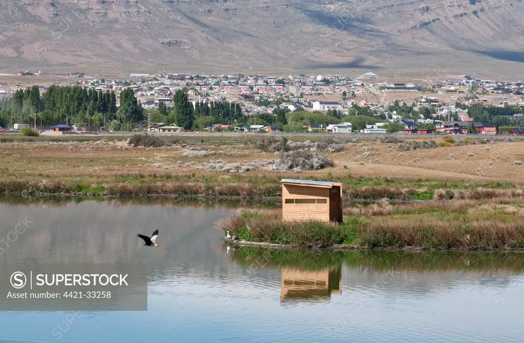 View of wetland habitat with birdwatching hide on southern shore of lake, with Black-faced Ibis (Theristicus melanopis) in flight and Upland Goose (Chloephaga picta) pair and town in distance, El Calafate, Laguna Nimez Nature Reserve, Lago Argentino, Los Glaciares N.P., Santa Cruz Province, Patagonia, Argentina, december