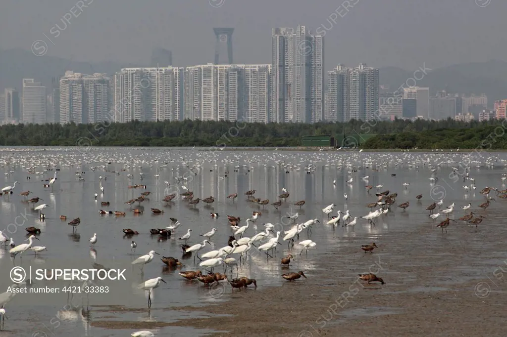 View of estuary with mixed flock of egrets, ducks, gulls and waders in incoming tide, Shenzhen City in background, Mai Po Nature Reserve, Hong Kong, China, april
