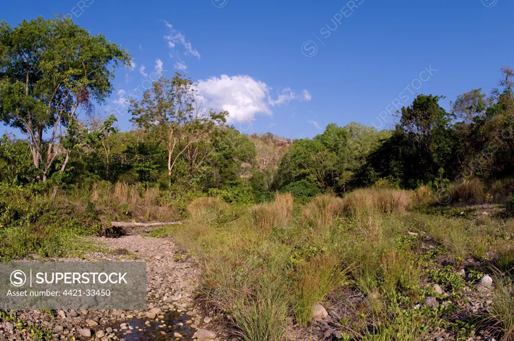 View of dried riverbed habitat, near Uhak Village, North Wetar Island, Alor Archipelago, Lesser Sunda Islands, Indonesia