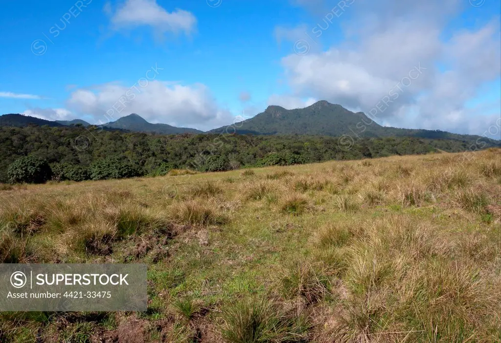 View over upland grassland and forest towards mountains, Horton Plains N.P., Sri Lanka, december