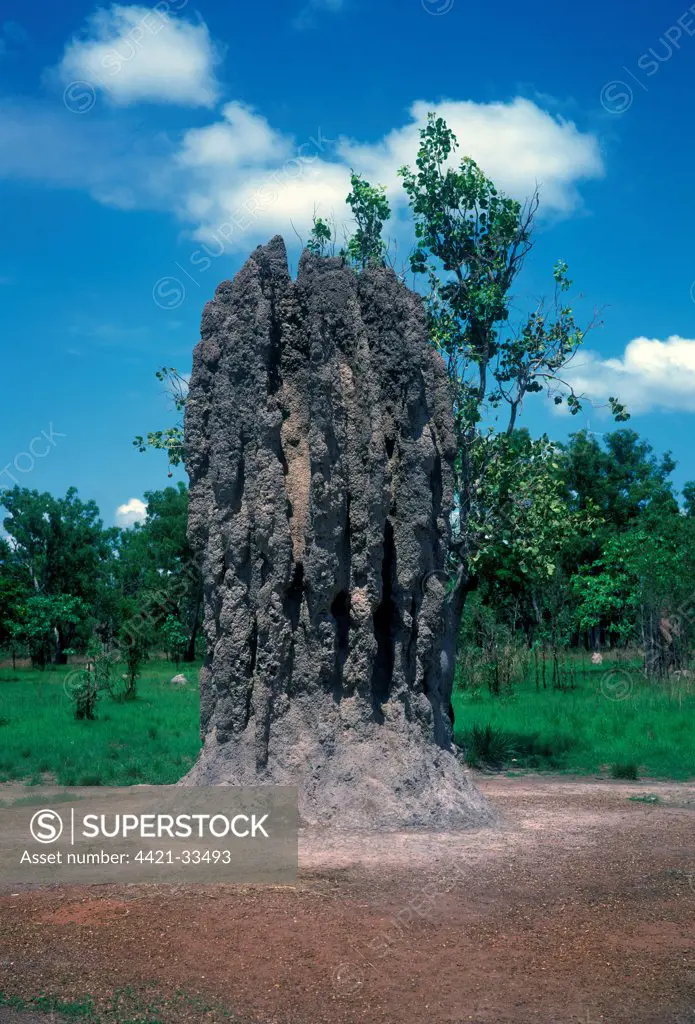Australia - Termite Tower showing fin like construction which helps cool nest area, Kakadu NP.