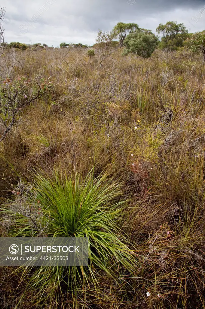 View of peat bog habitat, Walpole, Western Australia, Australia