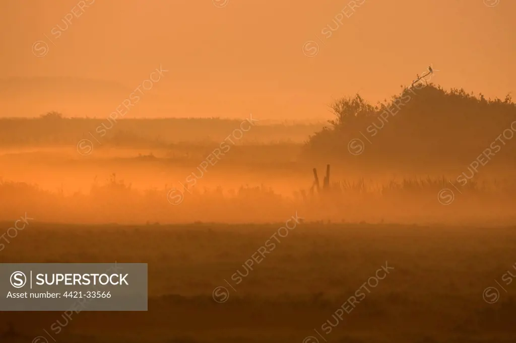View of coastal grazing marsh at dawn, with Wood Pigeon (Columbus palumbus) perched in distance, Salthouse, Norfolk, England, september