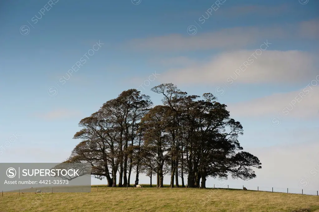 Copse of trees on hilltop, Wigglesworth, North Yorkshire, England, autumn