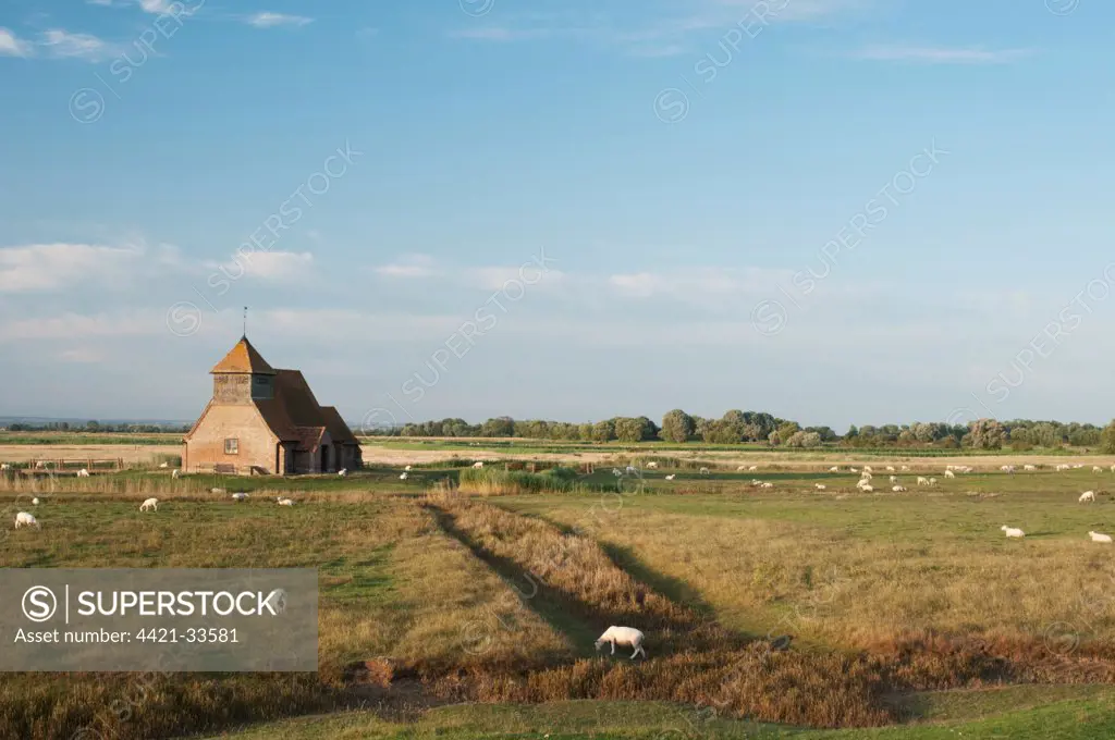 View of grazing marsh habitat with sheep and church, Fairfield Church, Romney Marsh, Kent, England, summer