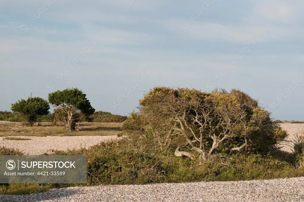 View of vegetated shingle headland habitat with trees, Dungeness RSPB Reserve, Kent, England