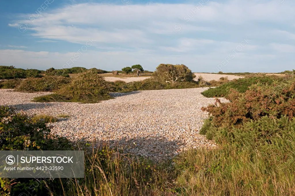 View of vegetated shingle headland habitat, Dungeness RSPB Reserve, Kent, England