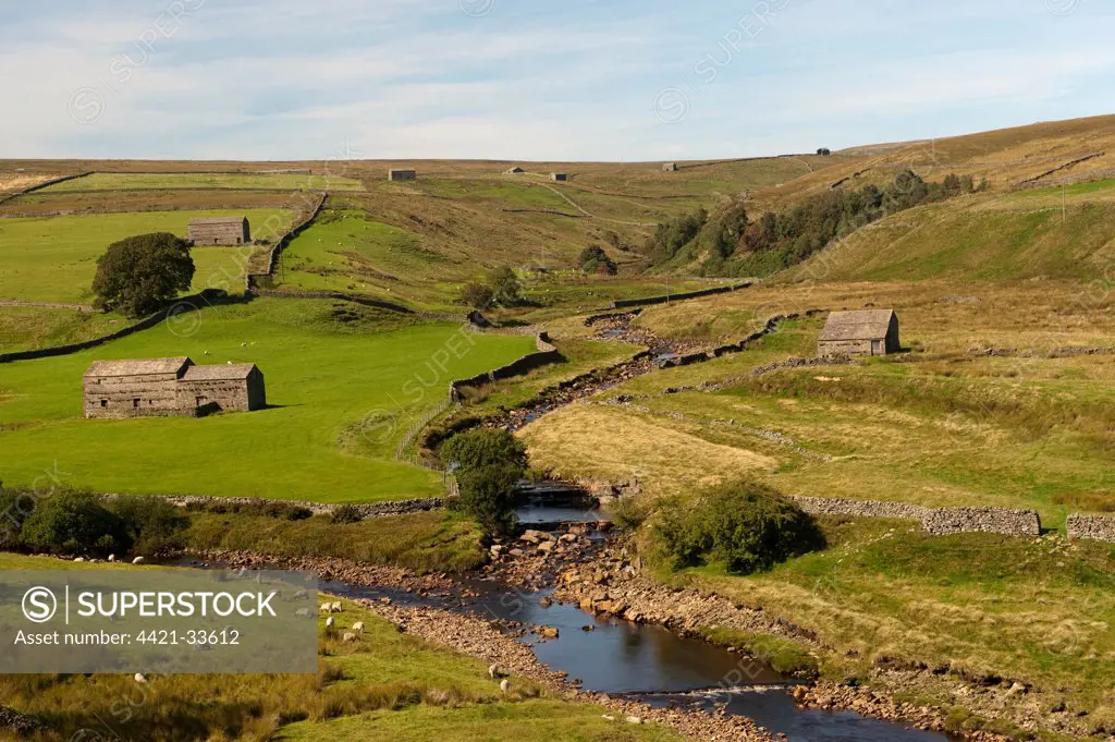 Rural landscape with sheep flock, stone barns and drystone walls, River Swale, near Keld, North Yorkshire, England, summer