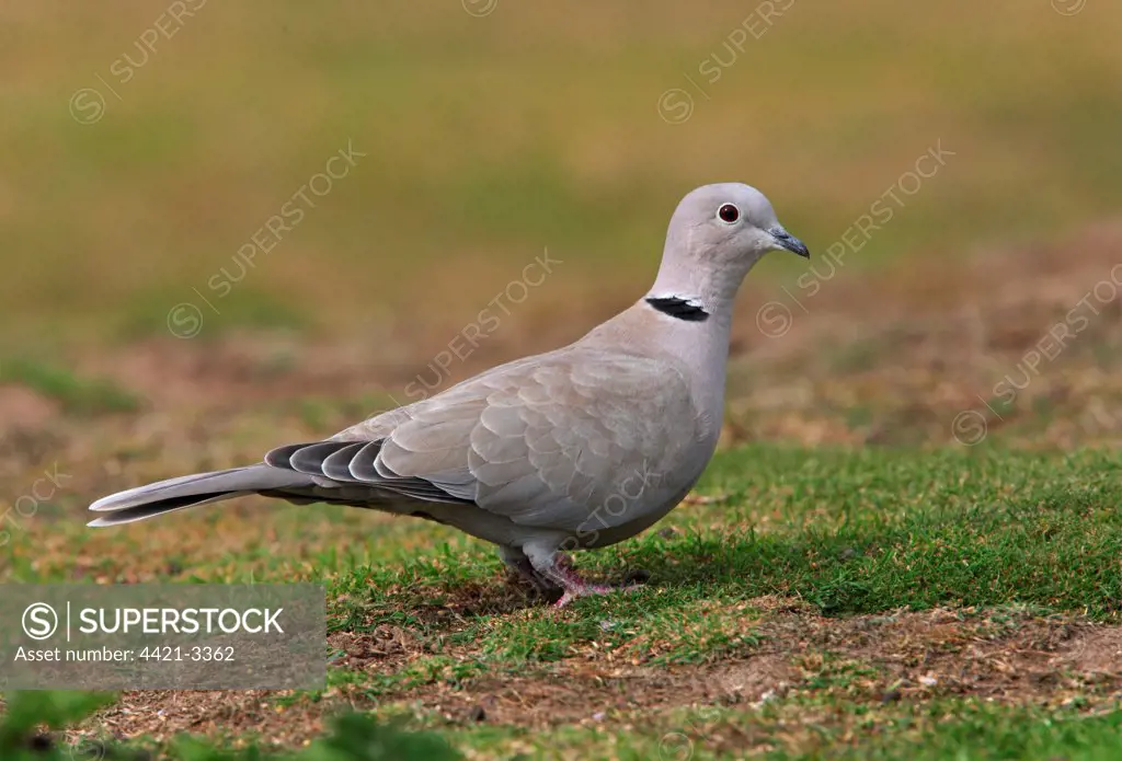 Eurasian Collared Dove (Streptopelia decaocto) adult, standing on ground, Norfolk, England, september