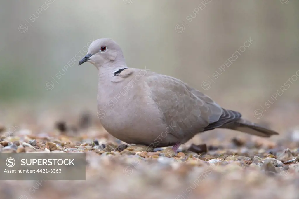 Eurasian Collared Dove (Streptopelia decaocto) adult, foraging on shingle, Cley-next-the-sea, Norfolk, England