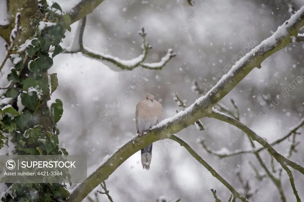 Eurasian Collared Dove (Streptopelia decaocto) adult, perched on snow covered branch in snowfall, Norfolk, England, winter