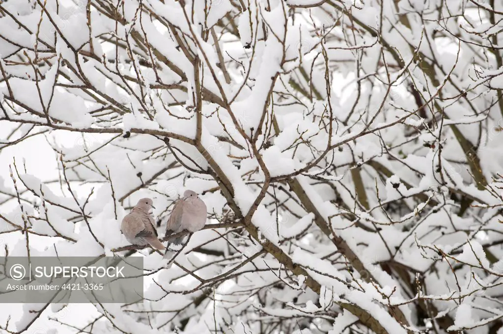 Eurasian Collared Dove (Streptopelia decaocto) adult pair, perched on snow covered branches in urban garden, Greater Manchester, England, winter