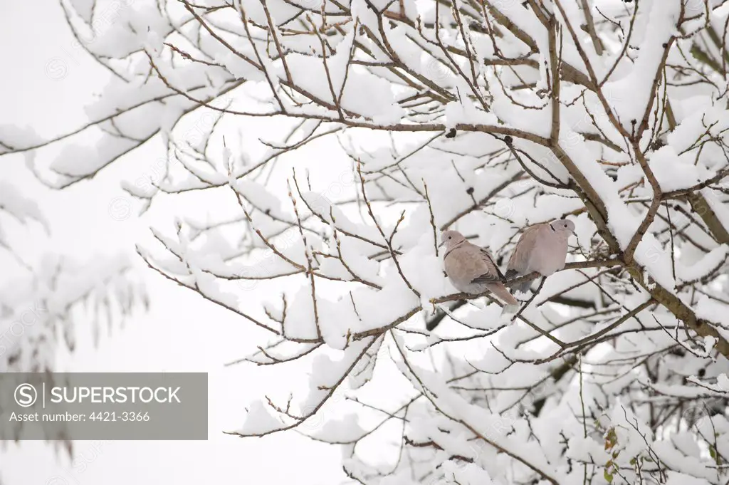 Eurasian Collared Dove (Streptopelia decaocto) adult pair, perched on snow covered branches in urban garden, Greater Manchester, England, winter