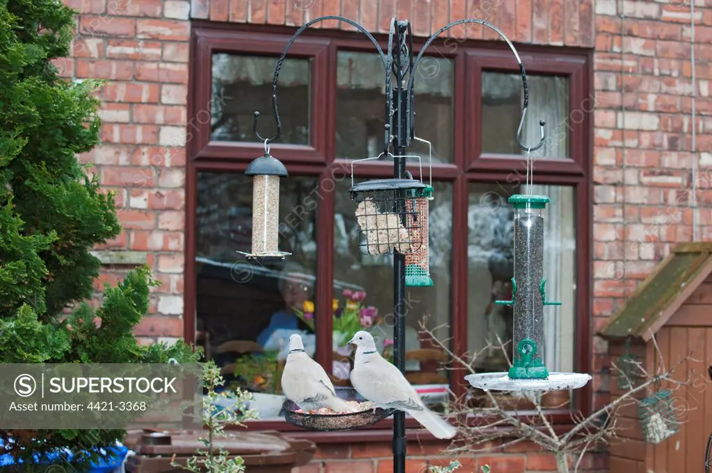 Eurasian Collared Dove (Streptopelia decaocto) adult pair, feeding, at feeders in urban garden, Greater Manchester, England, winter