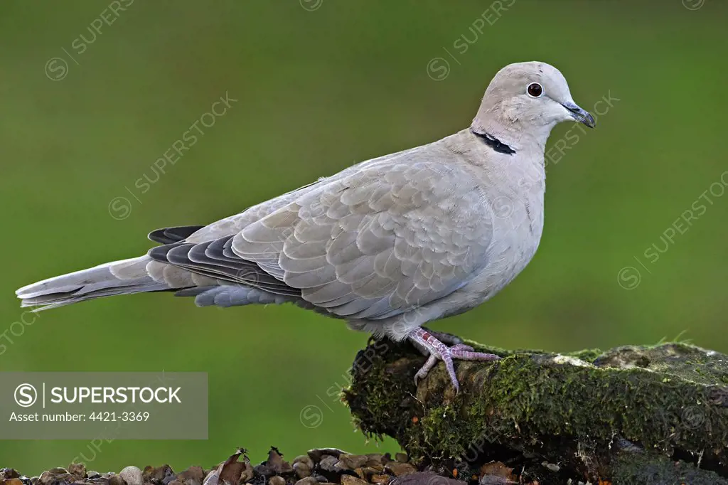 Eurasian Collared Dove (Streptopelia decaocto) adult, drinking in garden, Warwickshire, England, winter