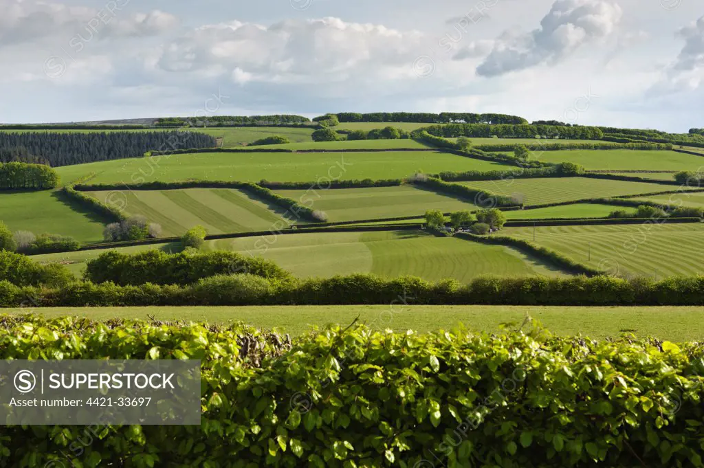 View of meadows and pasture with hedgerows, Wheddon Cross, Exmoor N.P., Somerset, England, may