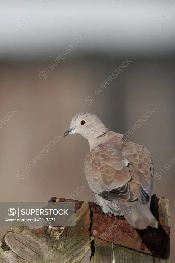 Eurasian Collared Dove (Streptopelia decaocto) adult, perched on gatepost, Peak District, Derbyshire, England, winter