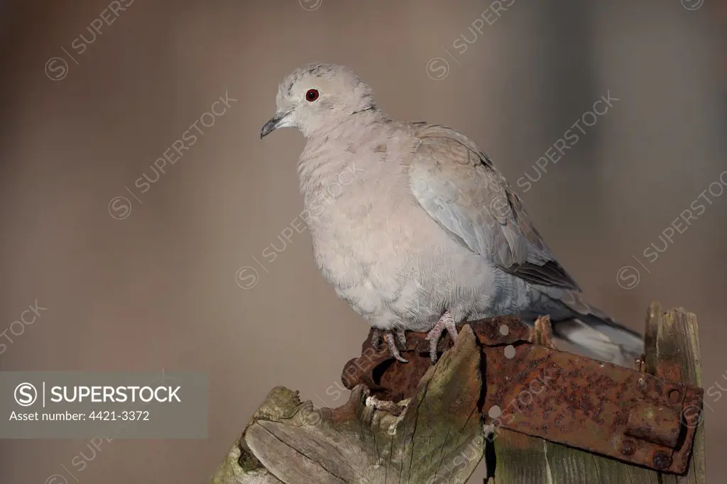Eurasian Collared Dove (Streptopelia decaocto) adult, perched on gatepost, Peak District, Derbyshire, England, winter