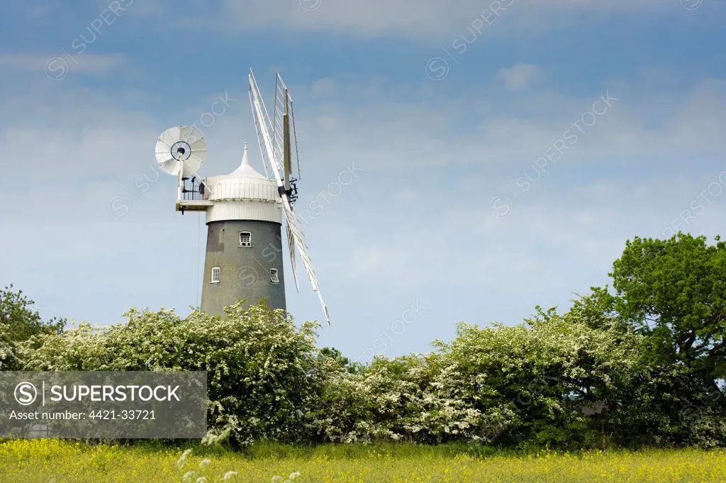 Windmill and hedgerow, Great Bircham Windmill, Great Bircham, Norfolk, England, may
