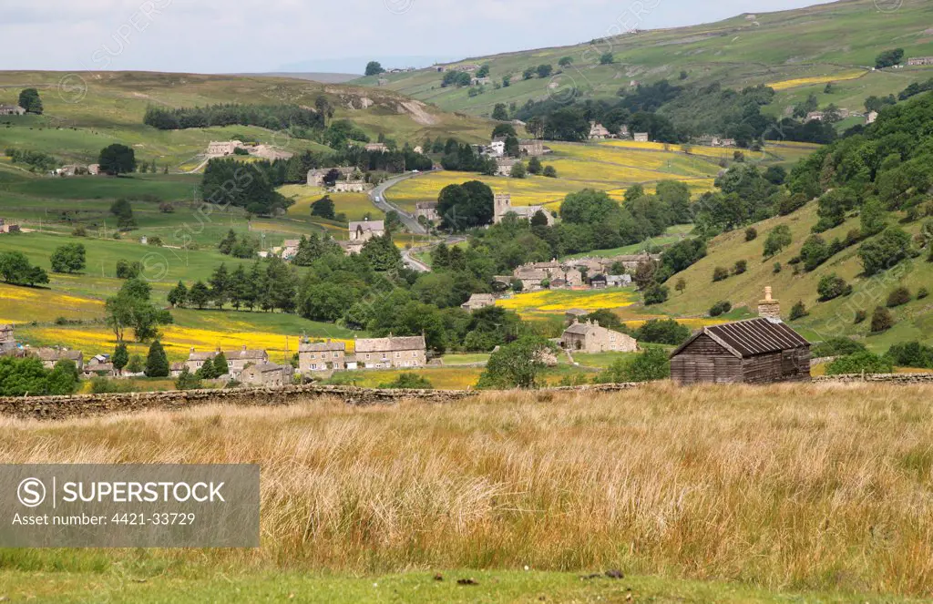 View of upland pasture and meadows with Meadow Buttercup (Ranunculus acris) flowering, Swaledale, Yorkshire Dales, North Yorkshire, England, june