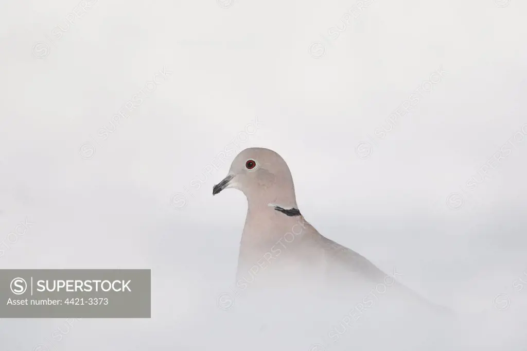 Eurasian Collared Dove (Streptopelia decaocto) adult, standing amongst snow, Peak District, Derbyshire, England, winter