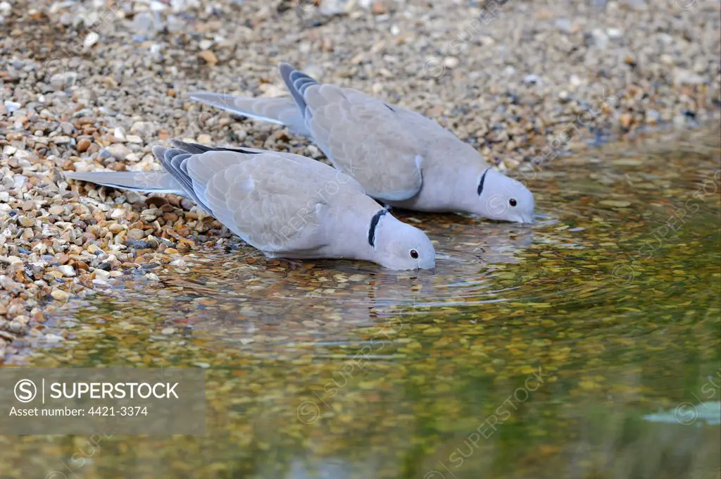 Eurasian Collared Dove (Streptopelia decaocto) two adults, drinking, Oxfordshire, England, july