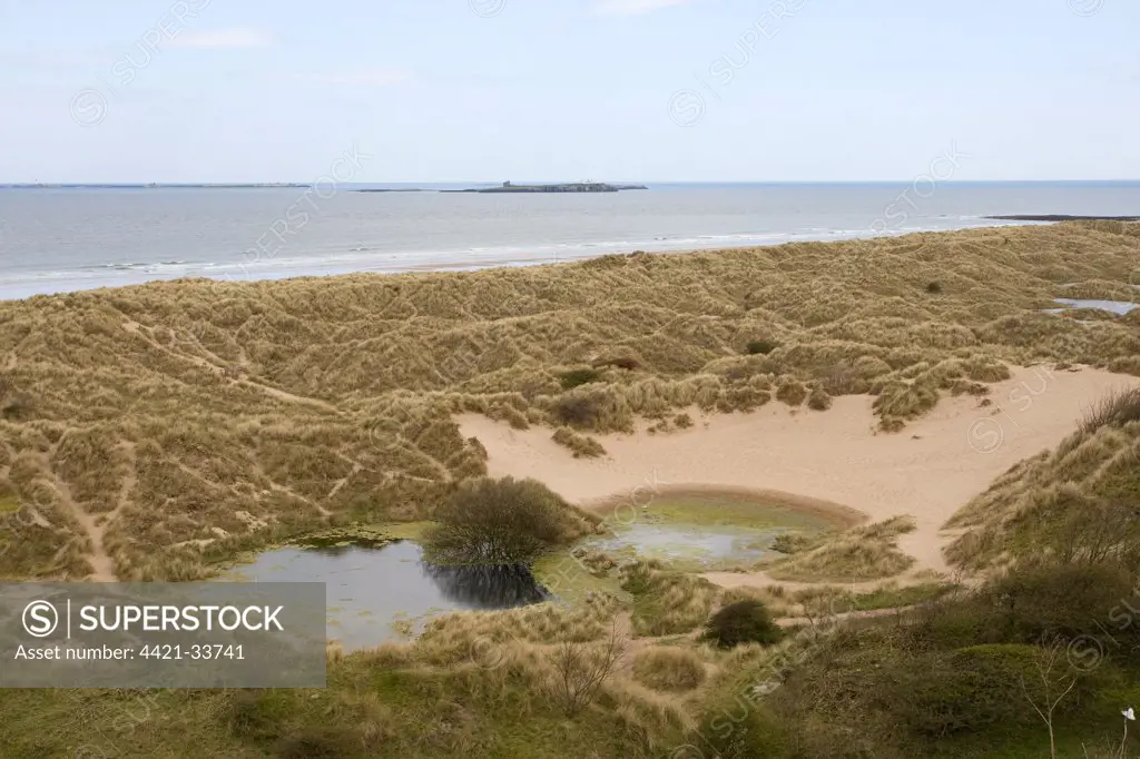 View of coastal sand dune slacks with pool, Northumberland, England, april