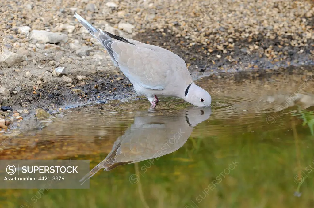 Eurasian Collared Dove (Streptopelia decaocto) adult, drinking, Oxfordshire, England, july