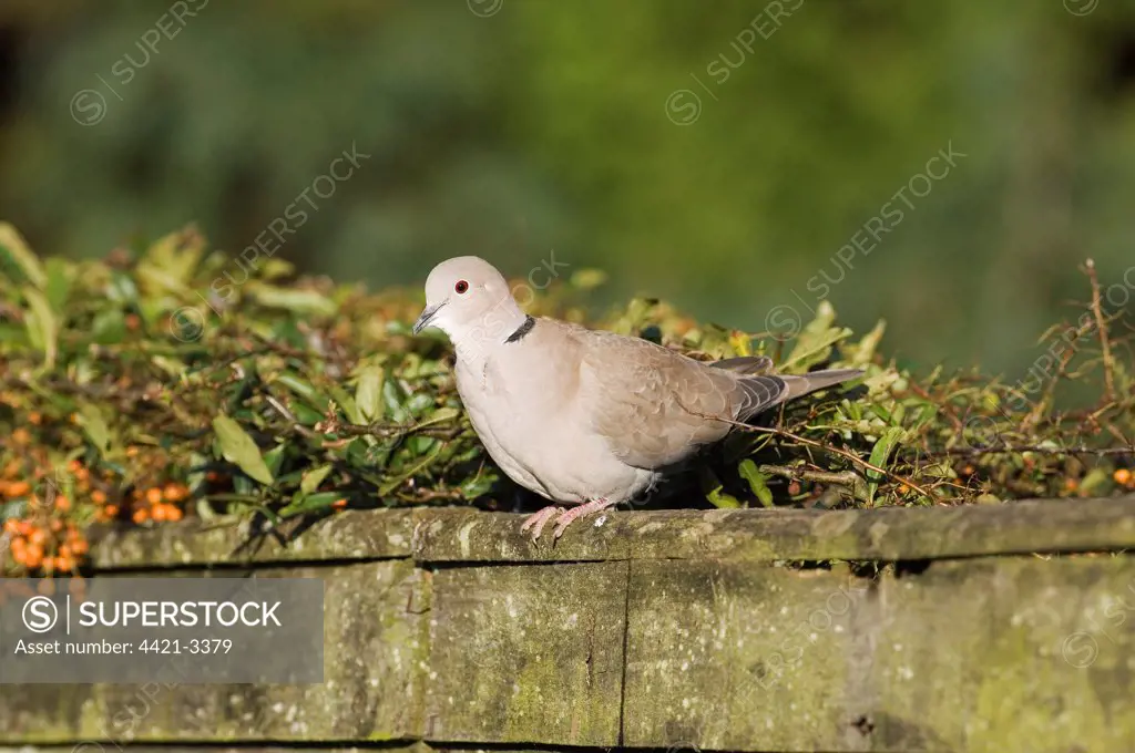 Eurasian Collared Dove (Streptopelia decaocto) adult, perched on garden fence, England, february