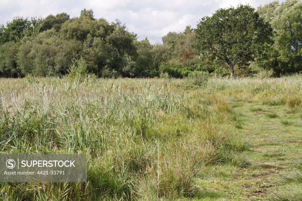 Sedge and reedbed habitat in river valley fen, Redgrave and Lopham Fen, Waveney Valley, Suffolk, England, september