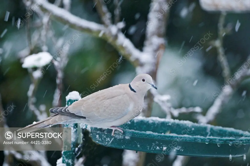 Eurasian Collared Dove (Streptopelia decaocto) adult, perched on edge of birdbath in garden during snowfall, England, winter