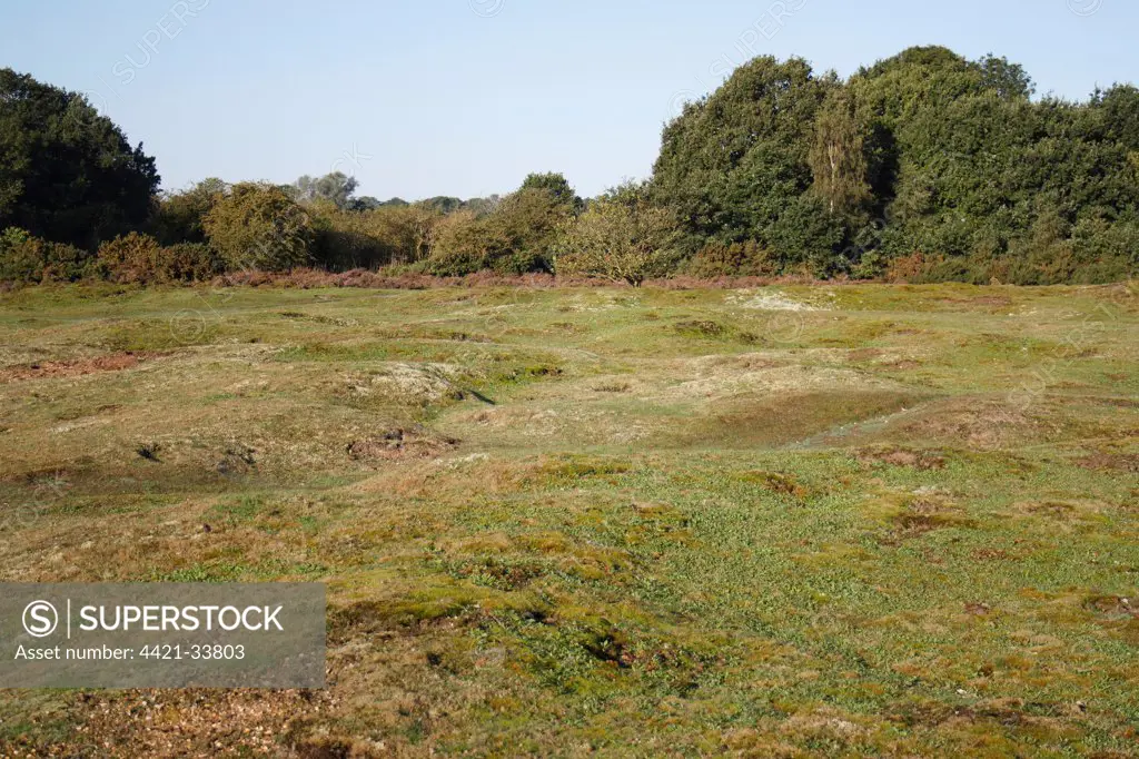 View of undulating habitat on lowland heathland reserve, Wortham Ling, Suffolk, England, september