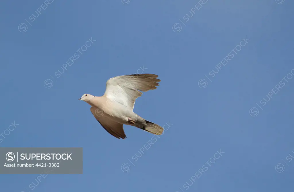 Eurasian Collared Dove (Streptopelia decaocto) adult, in flight, Spain, april