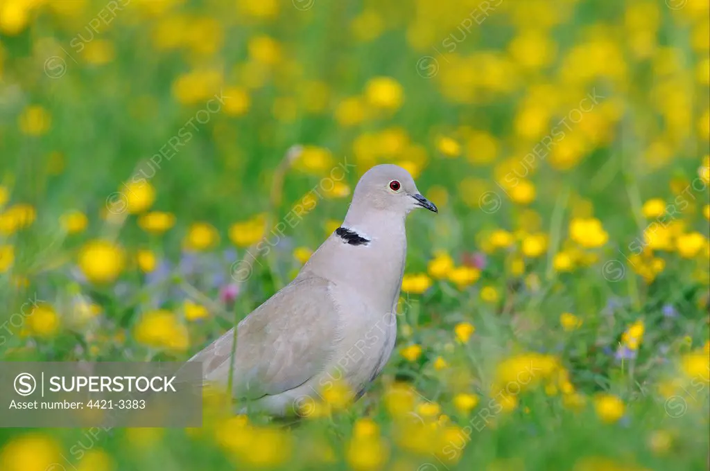 Eurasian Collared Dove (Streptopelia decaocto) adult, calling, standing amongst buttercups in field, Oxfordshire, England, may