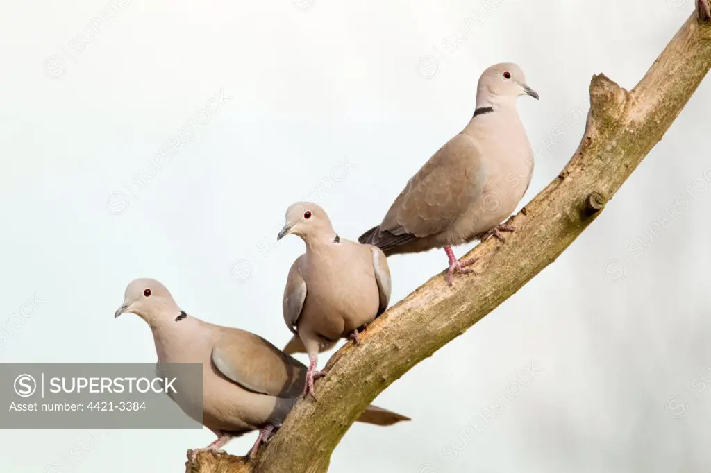 Eurasian Collared Dove (Streptopelia decaocto) three adults, perched on branch, Rainham Marshes RSPB Reserve, Thames Estuary, Essex, England, january