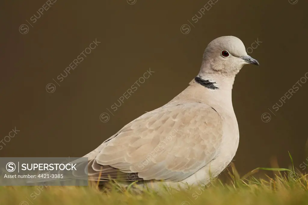 Eurasian Collared Dove (Streptopelia decaocto) adult, standing on garden lawn, Shropshire, England, march