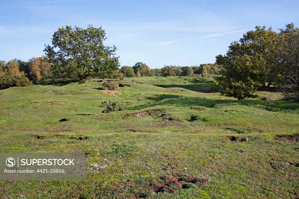 View of undulating habitat on lowland heathland reserve, Wortham Ling, Suffolk, England, october