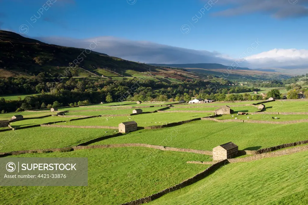 View of farmland in valley, with stone barns, drystone walls, cattle and sheep, Swaledale, Yorkshire Dales N.P., Yorkshire, England, october