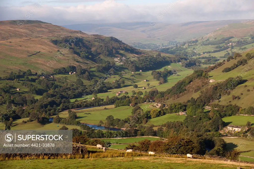 View of farmland in river valley, with sheep, stone barns and drystone walls, River Swale, Swaledale, Yorkshire Dales N.P., Yorkshire, England, october